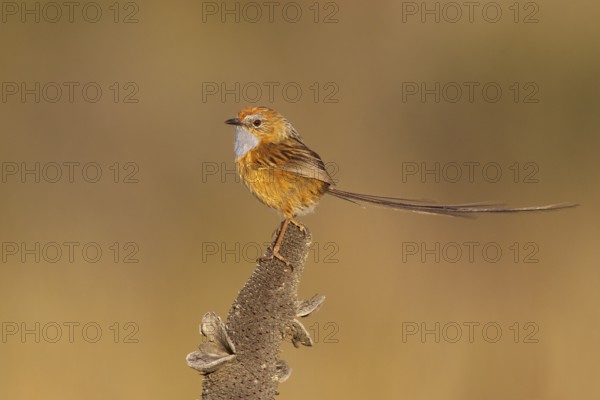 Southern Emu-wren (Stipiturus malachurus), New South Wales, Australia, Oceania