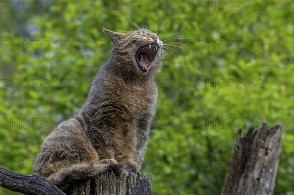 European wildcat, wild cat (Felis silvestris silvestris) on dead tree trunk waking up and yawning in forest