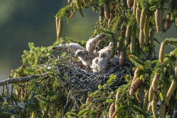 Common kestrel (Falco tinnunculus), young birds not yet ready to fly in the nest, Rhineland-Palatinate, Germany, Europe