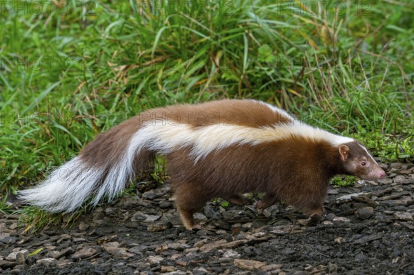 Striped skunk (Mephitis mephitis) brown, cream-colored mutation, native to southern Canada, the United States and northern Mexico