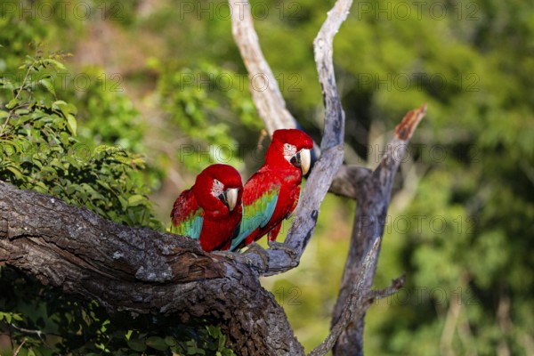 Red-and-green macaw (Ara chloropterus) Buraco das Araras Brazil