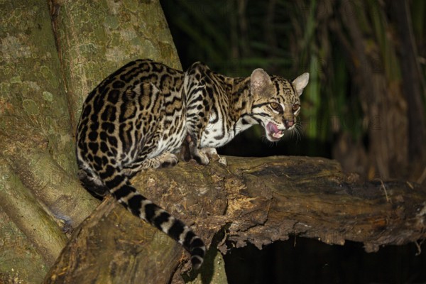 Ocelot (Felis pardalis) Pantanal Brazil