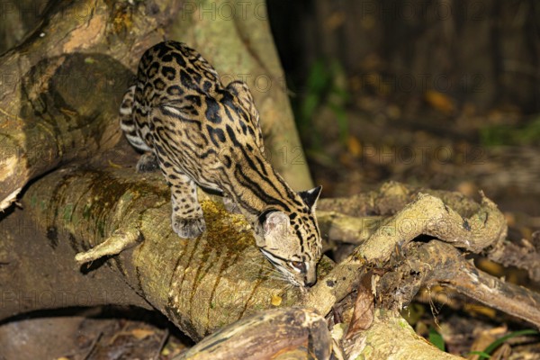 Ocelot (Felis pardalis) Pantanal Brazil