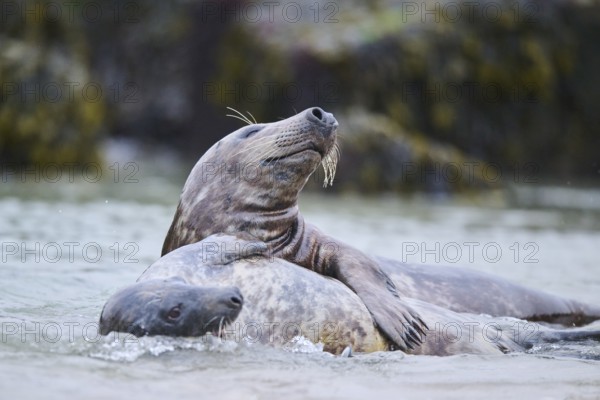 Grey seal (Halichoerus grypus) playing with each other in the water, sea, Düne, Helgoland, Schleswig-Holstein, Germany, Europe