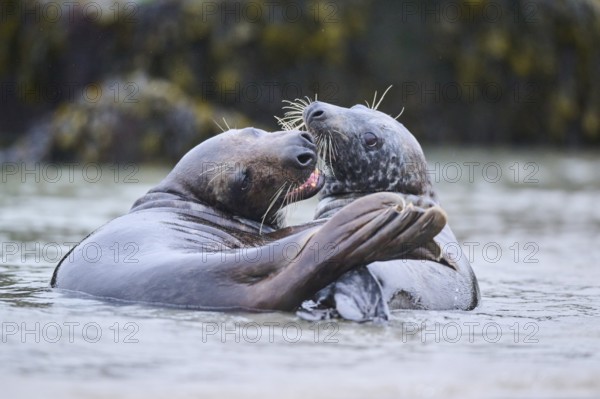 Grey seal (Halichoerus grypus) playing with each other in the water, sea, Düne, Helgoland, Schleswig-Holstein, Germany, Europe