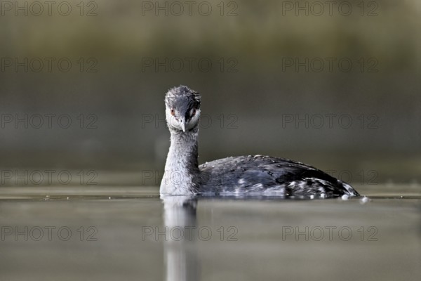 Slavonian grebe (Podiceps auritus), adult, in a white plumage, winter plumage, swimming in Lake Zug, Switzerland, Europe