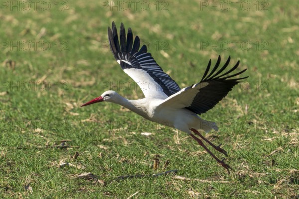 A stork flies over a meadow, its wings spread wide, white stork (Ciconia ciconia), wildlife, Germany, Europe