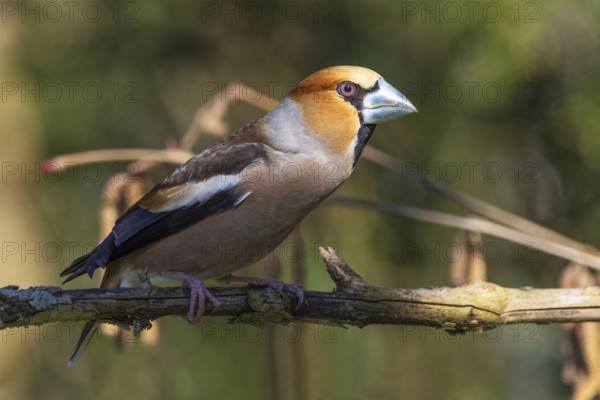 A male hawfinch (Coccothraustes coccothraustes) sitting on a branch in a natural environment, Baden-Württemberg, Germany, Europe