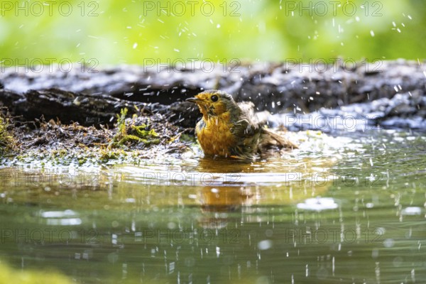 European robin (Erithacus rubecula) bathing Germany