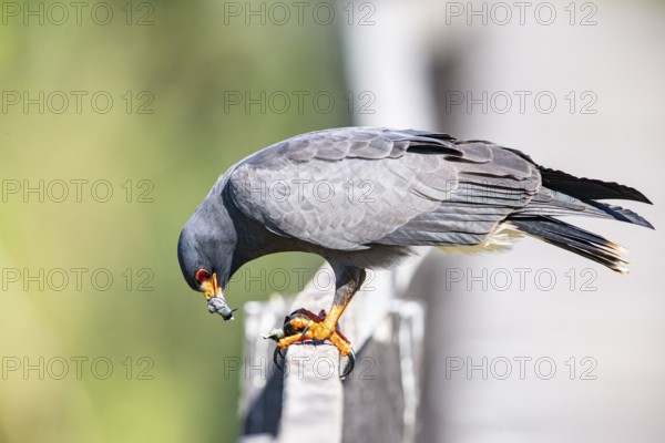 Snail Buzzard (Rostramus sociabilis) Pantanal Brazil