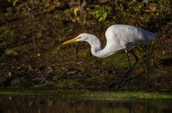 Great egret (Ardea alba) Pantanal Brazil