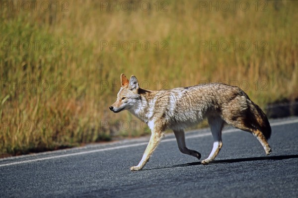 Coyote. Canis latrans. Coyote walking along a road. Rocky Mountains national park. Colorado state. USA