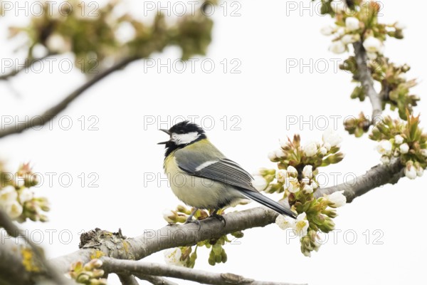 A great tit (Parus major) sits singing on a flowering branch, Hesse, Germany, Europe