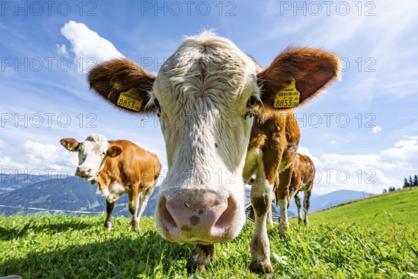 Three young curious calves (Bos primigenius taurus), cows on an alpine meadow, stretching their snouts towards the camera, Simmental cattle, Hochbrixen, Brixen im Thale, Tyrol, Austria, Europe