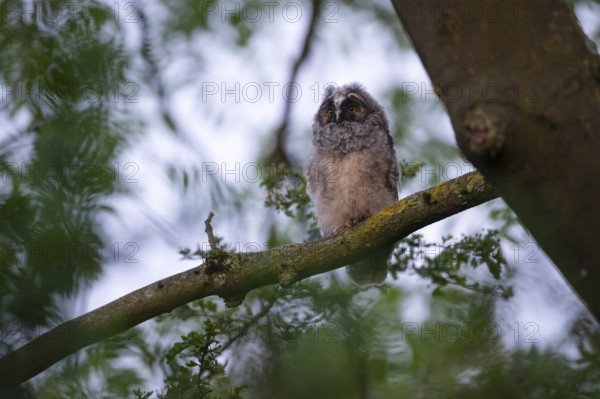 Long-eared owl (Asio otus), young bird, nest fledgling, Bottrop, Ruhr area, North Rhine-Westphalia, Germany, Europe
