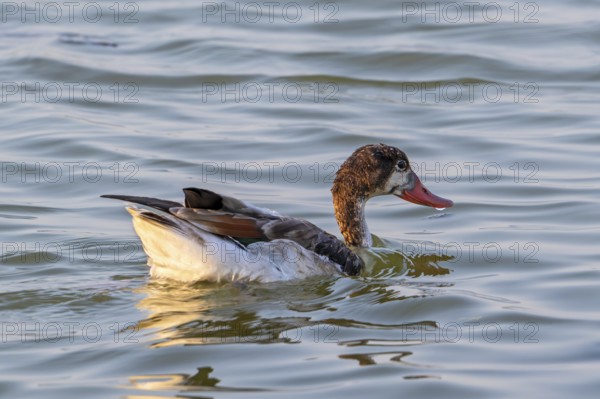 Common shelduck (Tadorna tadorna, Anas tadorna) juvenile swimming in pond in late summer, autumn