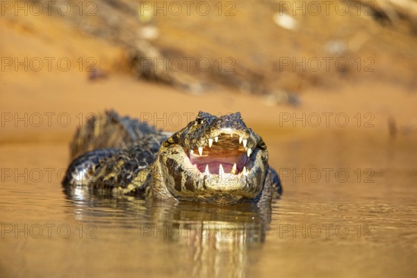 Spectacled caiman (Caiman crocodilius) Panatanal Brazil