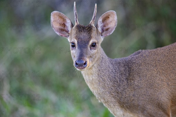 Grossmazama (Mazama americana) Pantanal Brazil