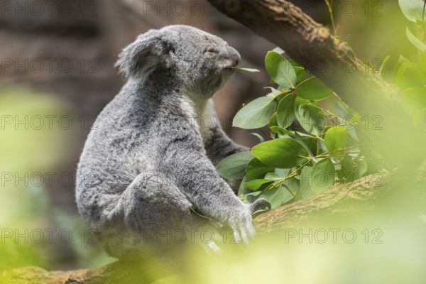 Koala (Phascolarctos cinereus) sitting on a tree, captive, distribution South Australia, Australia, Oceania
