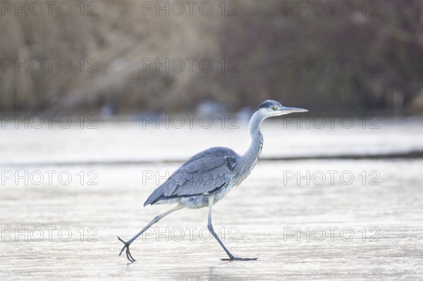 Grey heron (Ardea cinerea) Germany