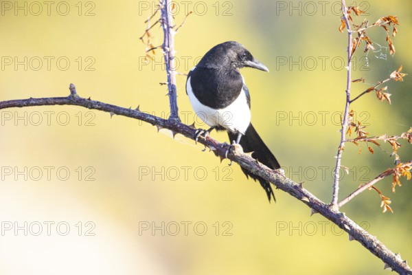 Magpie (Pica pica) Germany