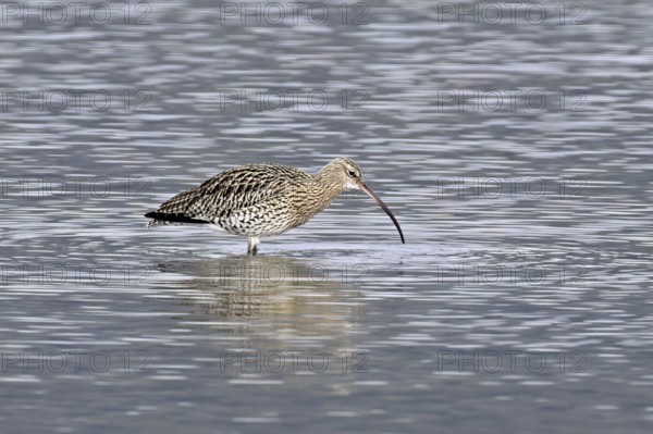 Eurasian curlew (Numenius arquata), foraging, Klingnauer Stausee nature reserve, Canton Aargau, Switzerland, Europe