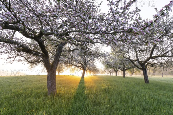 Fresh blossom, morning light, ground mist... simply magical! Foothills orchard meadow in bloom - apple tree avenue in the morning light with ground mist
