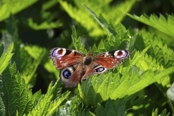 Peacock butterfly, spring, Germany, Europe
