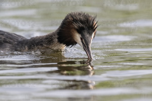 Great Crested Grebe (Podiceps cristatus), Emsland, Lower Saxony, Germany, Europe