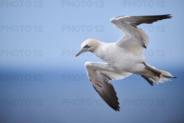 Northern gannet (Morus bassanus) flying over the sea, wildlife, Helgoland, Germany, Europe