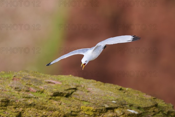 Common gull or sea mew (Larus canus) flying over the cliffs, wildlife, Helgoland, Germany, Europe