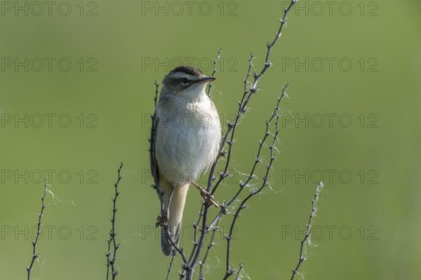 Reed Warbler (Acrocephalus schoenobaerus), Lower Saxony, Germany, Europe