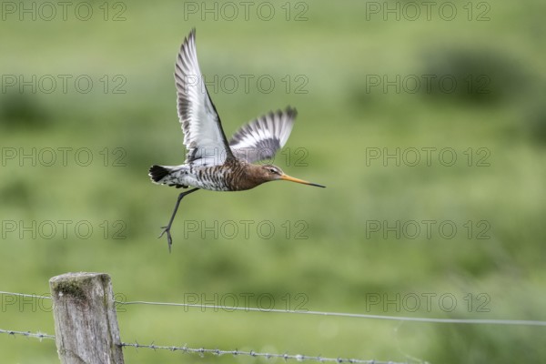Black-tailed godwit (Limosa limosa), Lower Saxony, Germany, Europe