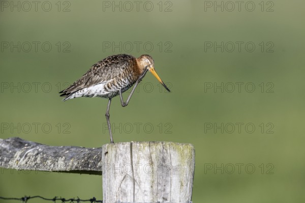 Black-tailed godwit (Limosa limosa), Lower Saxony, Germany, Europe