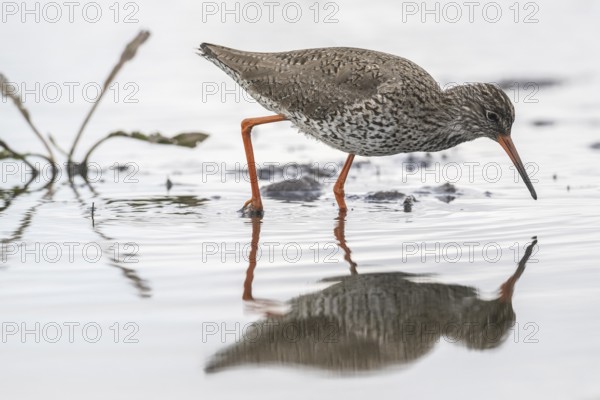 Redshank (Tringa totanus), Lower Saxony, Germany, Europe
