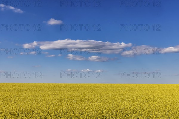 Rape field in bloom against a blue sky with clouds. Landscape near Dornstadt Baden-Württemberg, Germany, Europe