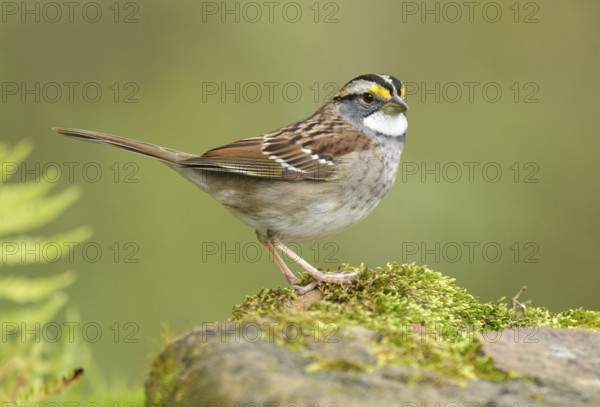 White-throated Sparrow (Zonotrichia albicollis) perched on a rock, Texas, USA, North America