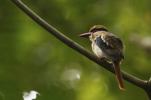 Blauohrliest (Cittura cyanotis) female perched on a branch, North Sulawesi, Indonesia, Asia