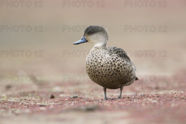 Grey Teal (Anas gracilis), Victoria, Australia, Oceania
