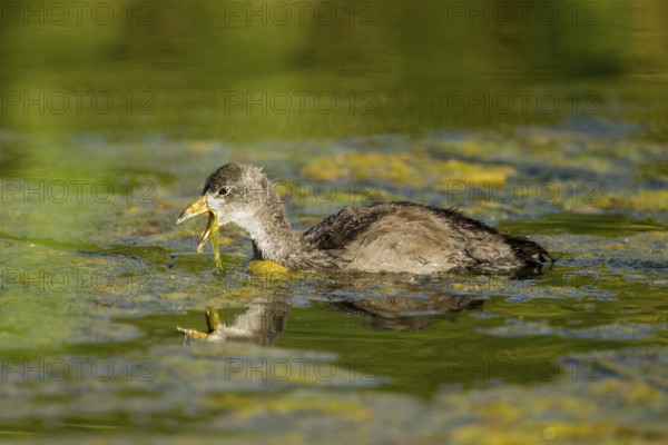 American Coot Fulica americana Tucson, Pinal County, Arizona, United States 3 June Immature Rallidae