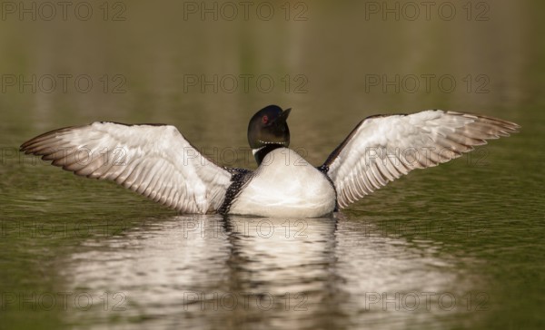 Great Northern Loon (Gavia immer) stretching its wings, British Columbia, Canada, North America
