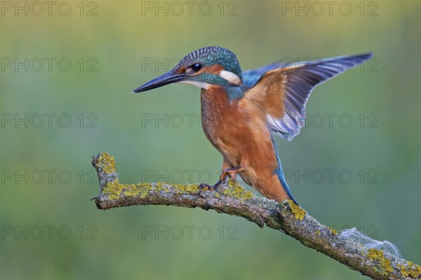Common Kingfisher (Alcedo atthis) male flapping, perched on a branch, Saxony-Anhalt, Germany, Europe