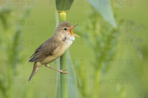 Marsh Warbler (Acrocephalus palustris) male singing in reeds, Poland, Europe