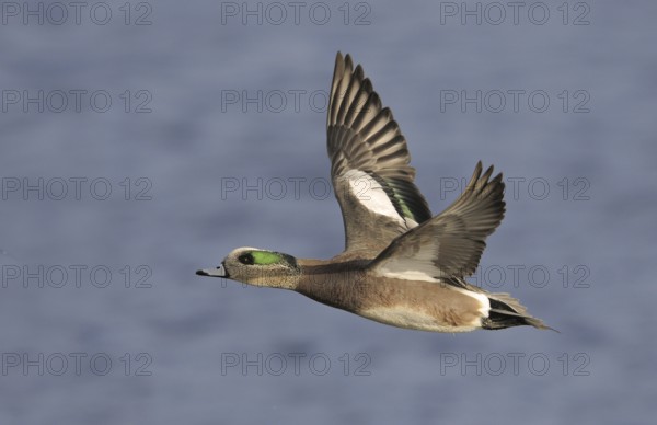 American Wigeon (Mareca americana) male flying, British Columbia, Canada, North America