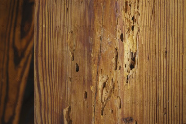 A wooden beam eaten away by woodworm in the attic of a flat, photographed in Berlin, 21/08/2024