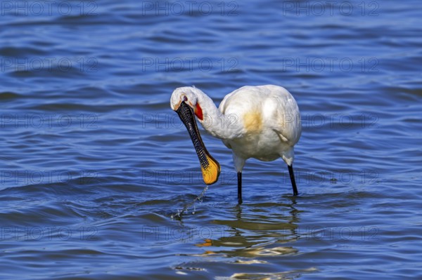 Eurasian spoonbill, common spoonbill (Platalea leucorodia) in breeding plumage foraging by sweeping beak sideways in shallow water of salt marsh