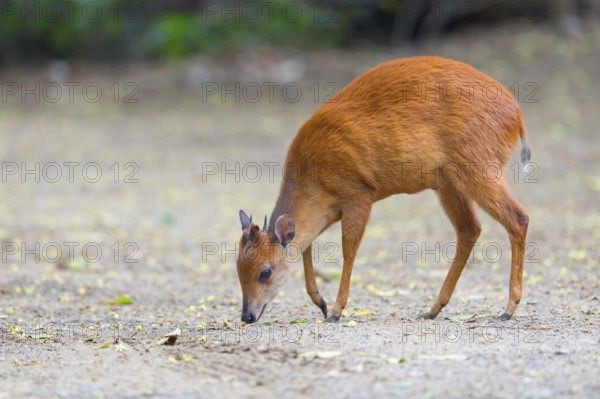 Red forest duiker (Cephalophus natalensis) antelope, iSimangaliso Wetland Park, St. Lucia, KwaZulu-Natal, South Africa, Africa