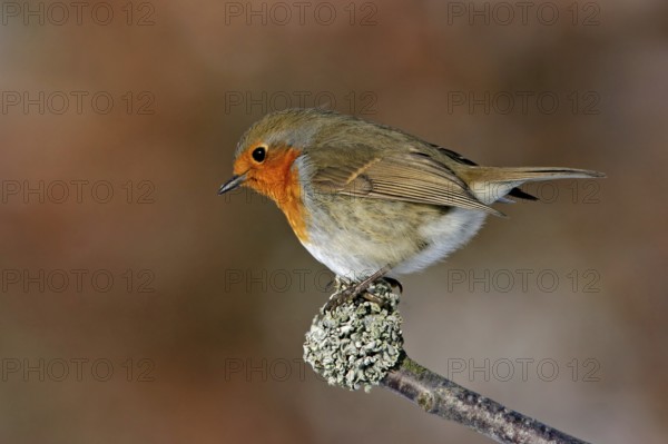 Robin, (Erithacus rubecula), Battenberg, Tiszaalpár, Kiskunsági National Park, Bács-Kiskun, Hungary, Europe