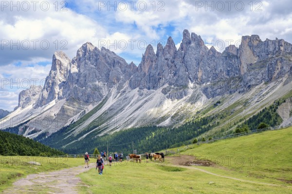 Hikers on a path at a alp meadow at the mighty Odle Group mountains in the Dolomites, Ortisei, Val Gardena, Italy, Ortisei, Val Gardena, Italy, Europe