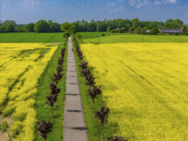 The avenue cycle path between Xanten and Marienbaum, Kalkar, on the Lower Rhine, former railway line, now part of a cycle path network, spring, rape field in bloom, Xanten, North Rhine-Westphalia, Germany, Europe
